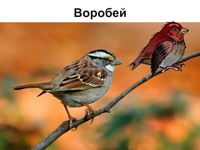 Воробей