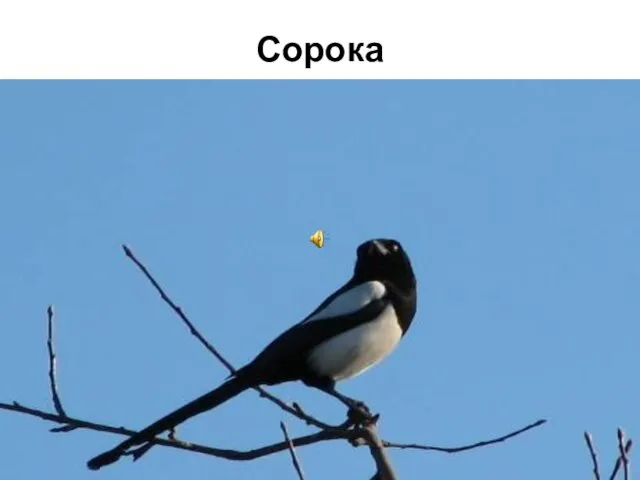 Сорока