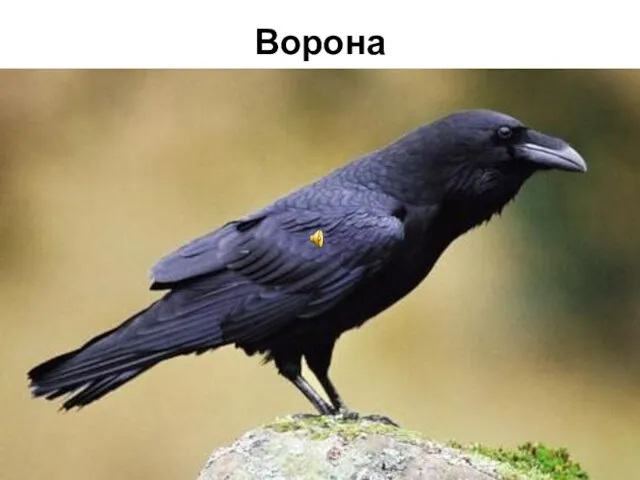 Ворона