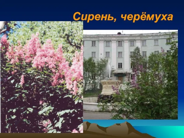 Сирень, черёмуха