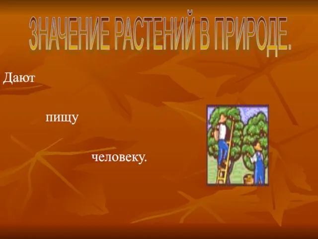 Дают пищу человеку. ЗНАЧЕНИЕ РАСТЕНИЙ В ПРИРОДЕ.