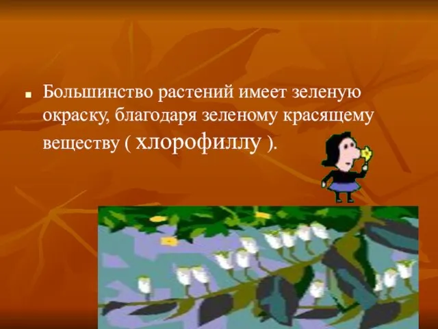 Большинство растений имеет зеленую окраску, благодаря зеленому красящему веществу ( хлорофиллу ).