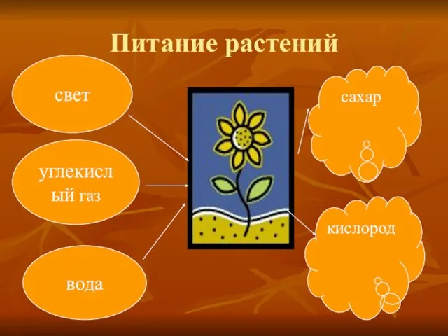 Питание растений свет углекислый газ вода сахар кислород