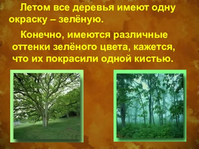 Летом все деревья имеют одну окраску – зелёную. Конечно, имеются различные оттенки