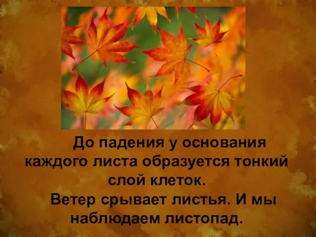 До падения у основания каждого листа образуется тонкий слой клеток. Ветер срывает