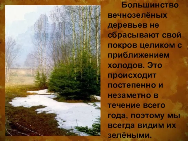 Большинство вечнозелёных деревьев не сбрасывают свой покров целиком с приближением холодов. Это