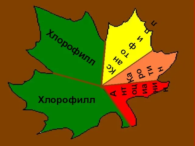 Хлорофилл Хлорофилл Ксантофилл Каротин Антоцианин