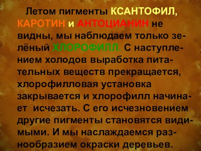 Летом пигменты КСАНТОФИЛ, КАРОТИН и АНТОЦИАНИН не видны, мы наблюдаем только зе-лёный