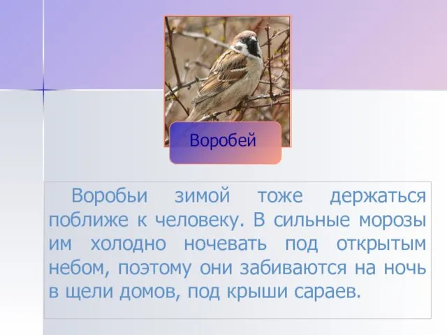 Воробьи зимой тоже держаться поближе к человеку. В сильные морозы им холодно