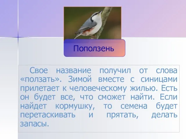 Свое название получил от слова «ползать». Зимой вместе с синицами прилетает к