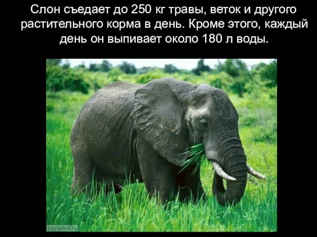 Слон съедает до 250 кг травы, веток и другого растительного корма в
