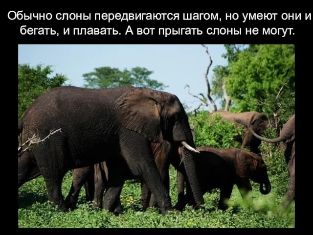Обычно слоны передвигаются шагом, но умеют они и бегать, и плавать. А