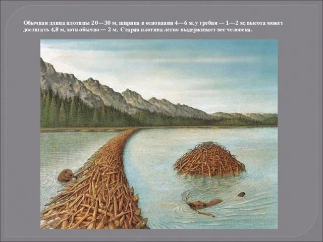 Обычная длина плотины 20—30 м, ширина в основании 4—6 м, у гребня