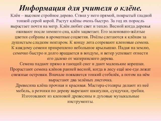 Информация для учителя о клёне. Клён – высокое стройное дерево. Ствол у