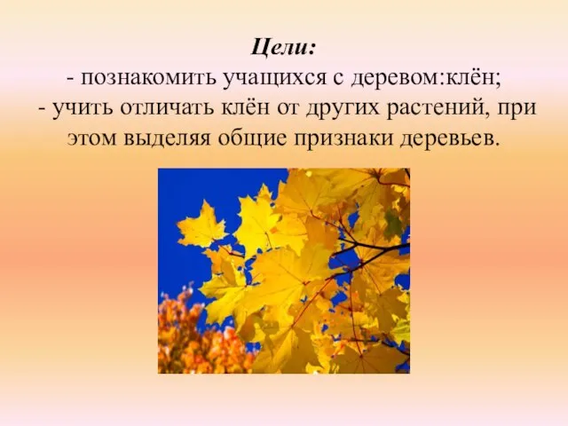 Цели: - познакомить учащихся с деревом:клён; - учить отличать клён от других