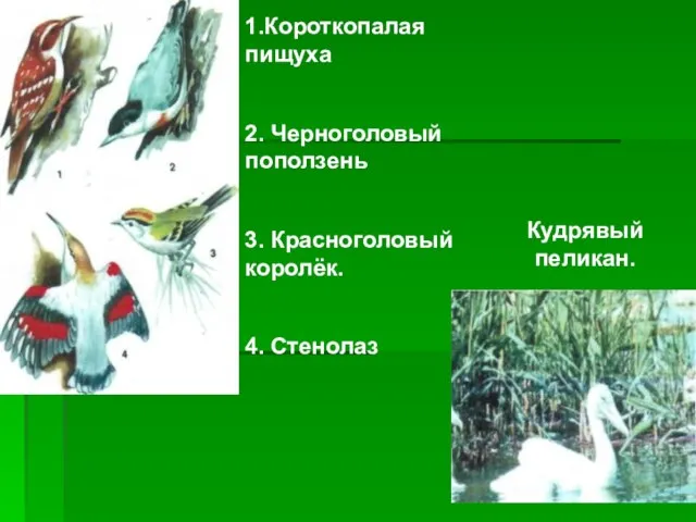 1.Короткопалая пищуха 2. Черноголовый поползень 3. Красноголовый королёк. 4. Стенолаз Кудрявый пеликан.