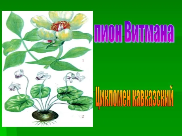 пион Витмана Цикломен кавказский