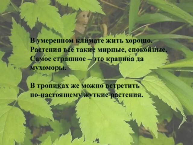 В умеренном климате жить хорошо. Растения все такие мирные, спокойные. Самое страшное