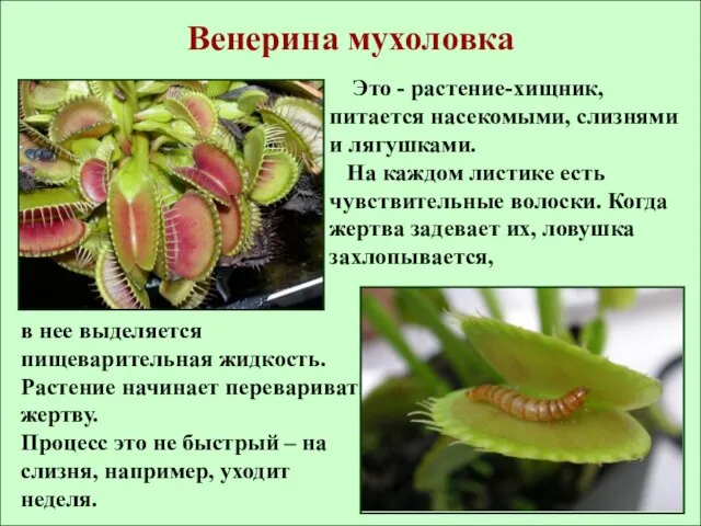 Венерина мухоловка Это - растение-хищник, питается насекомыми, слизнями и лягушками. На каждом