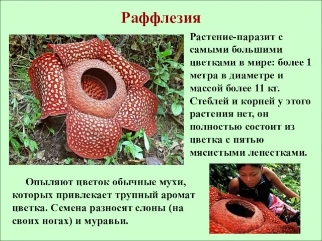 Раффлезия Растение-паразит с самыми большими цветками в мире: более 1 метра в