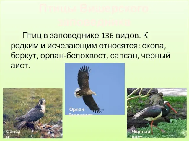 Птиц в заповеднике 136 видов. К редким и исчезающим относятся: скопа, беркут,