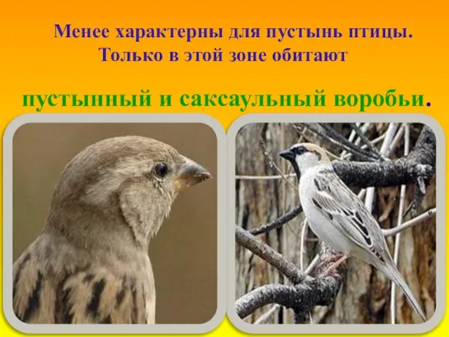 Менее характерны для пустынь птицы. Только в этой зоне обитают пустынный и саксаульный воробьи.