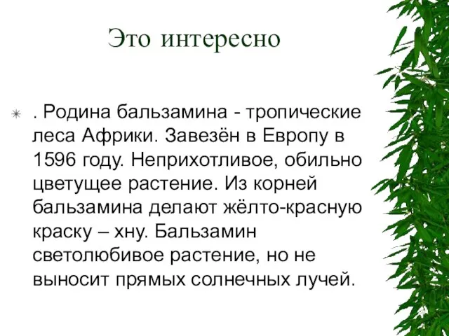 Это интересно . Родина бальзамина - тропические леса Африки. Завезён в Европу