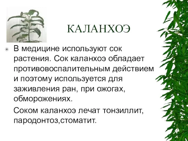 КАЛАНХОЭ В медицине используют сок растения. Сок каланхоэ обладает противовоспалительным действием и