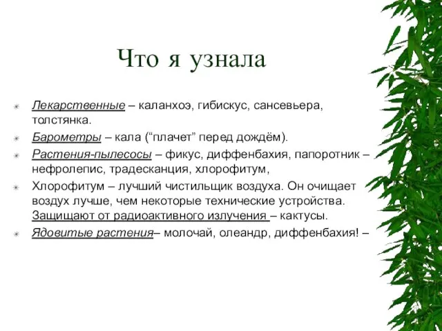 Что я узнала Лекарственные – каланхоэ, гибискус, сансевьера, толстянка. Барометры – кала