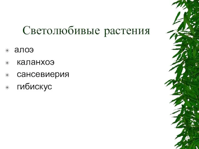 Светолюбивые растения алоэ каланхоэ сансевиерия гибискус