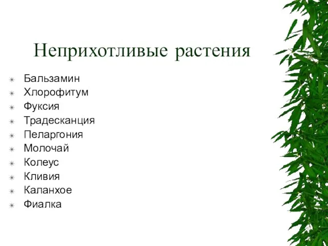 Неприхотливые растения Бальзамин Хлорофитум Фуксия Традесканция Пеларгония Молочай Колеус Кливия Каланхое Фиалка