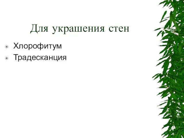 Для украшения стен Хлорофитум Традесканция