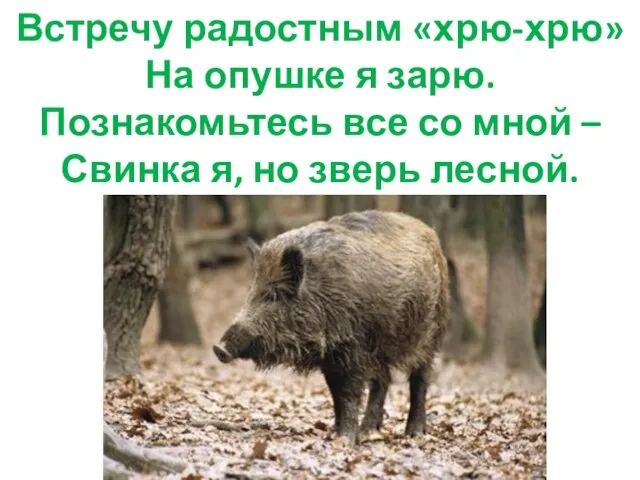 Встречу радостным «хрю-хрю» На опушке я зарю. Познакомьтесь все со мной –