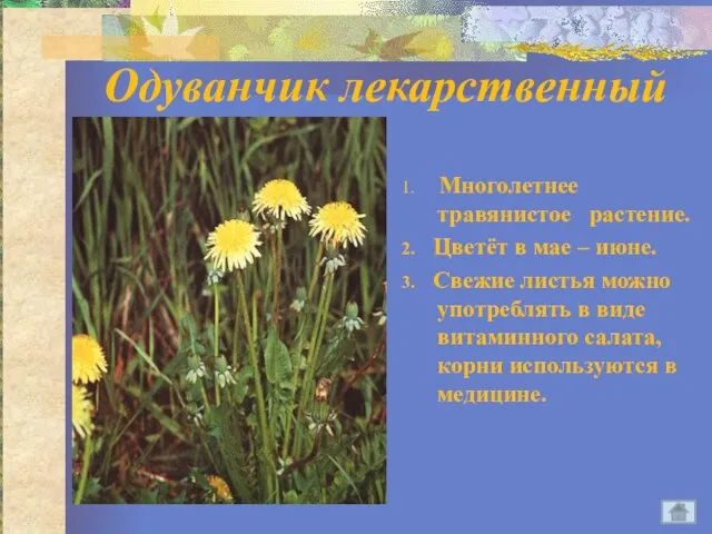 Одуванчик лекарственный 1. Многолетнее травянистое растение. 2. Цветёт в мае – июне.