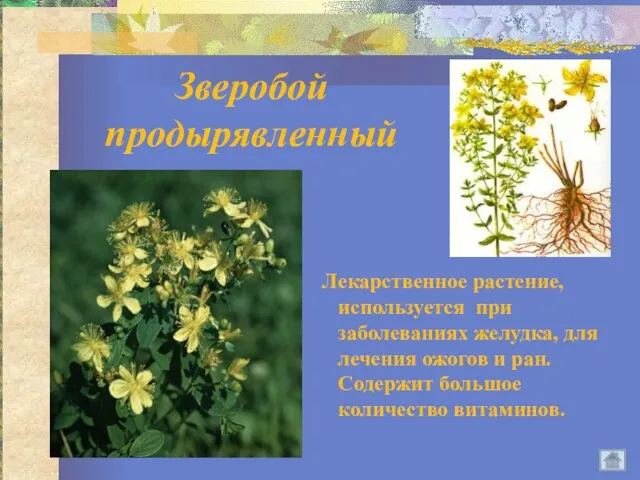 Зверобой продырявленный Лекарственное растение, используется при заболеваниях желудка, для лечения ожогов и