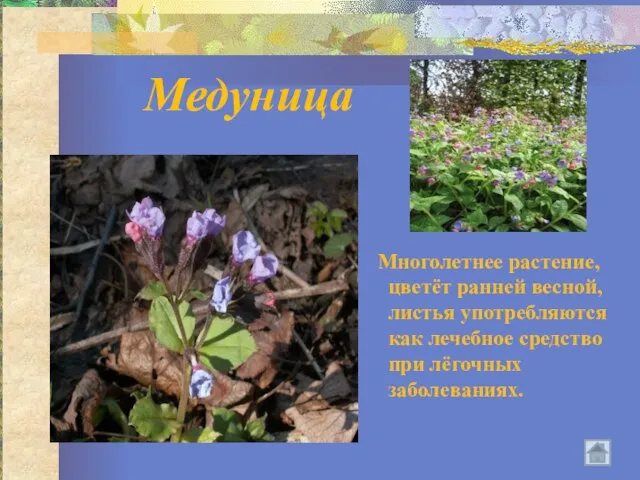 Медуница Многолетнее растение, цветёт ранней весной, листья употребляются как лечебное средство при лёгочных заболеваниях.