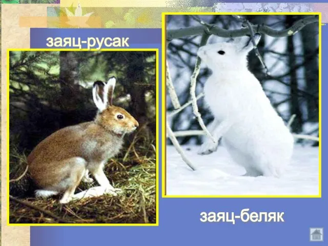 заяц-русак заяц-беляк