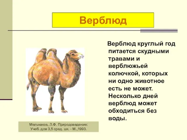 Верблюд круглый год питается скудными травами и верблюжьей колючкой, которых ни одно