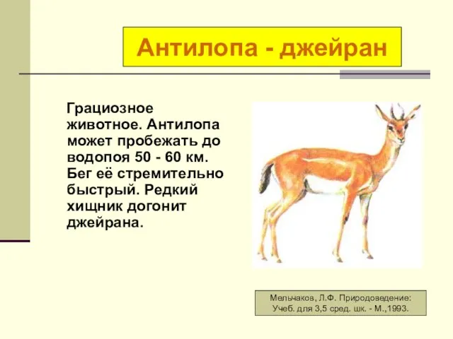 Грациозное животное. Антилопа может пробежать до водопоя 50 - 60 км. Бег