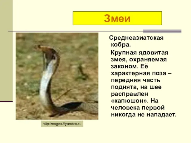 Среднеазиатская кобра. Крупная ядовитая змея, охраняемая законом. Её характерная поза – передняя