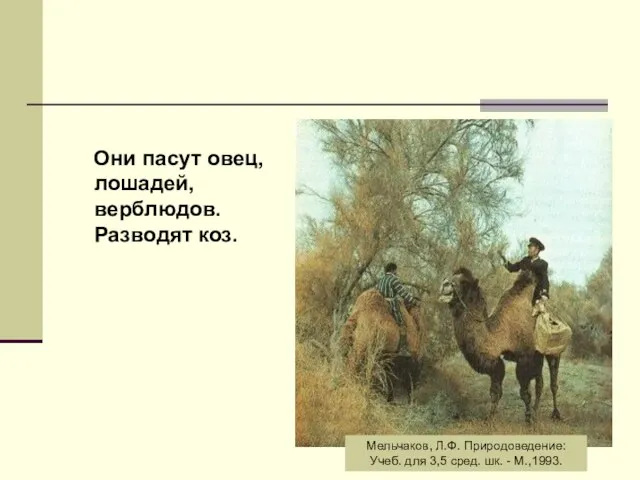 Они пасут овец, лошадей, верблюдов. Разводят коз. Мельчаков, Л.Ф. Природоведение: Учеб. для