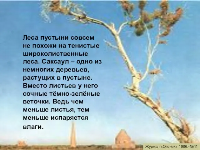 Леса пустыни совсем не похожи на тенистые широколиственные леса. Саксаул – одно