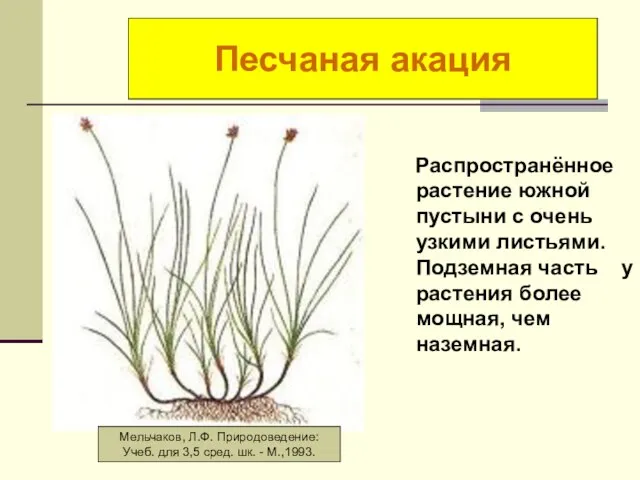 Осока короткостолбиковая Распространённое растение южной пустыни с очень узкими листьями. Подземная часть