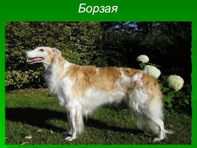 Борзая