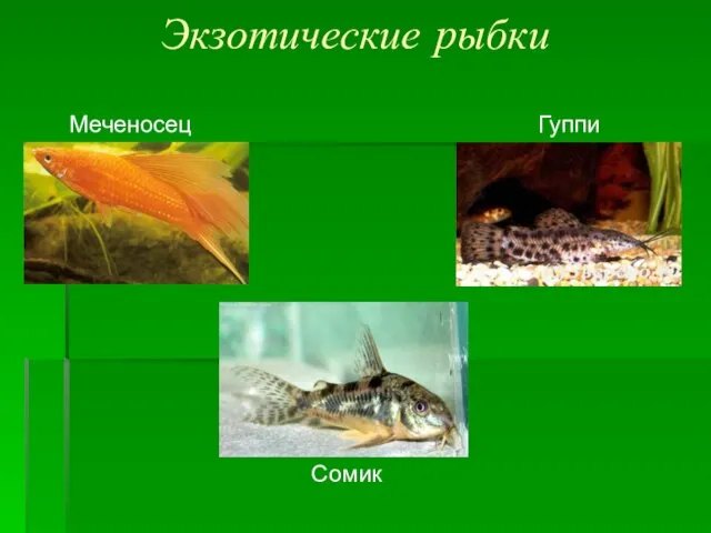 Экзотические рыбки Меченосец Гуппи Сомик