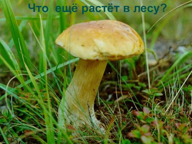 Что ещё растёт в лесу?