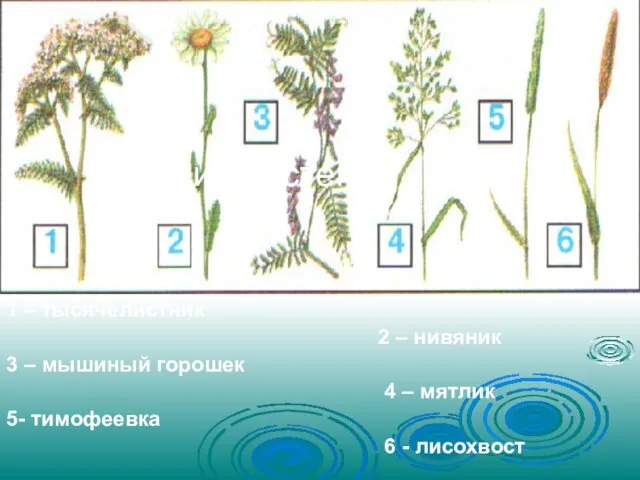 1 – тысячелистник 2 – нивяник 3 – мышиный горошек 4 –