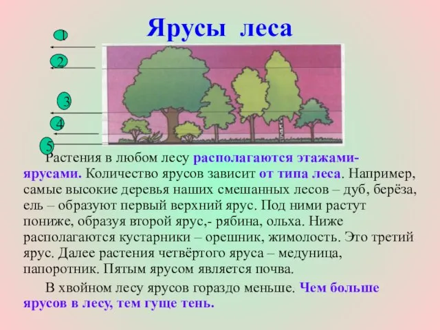 Ярусы леса Растения в любом лесу располагаются этажами- ярусами. Количество ярусов зависит