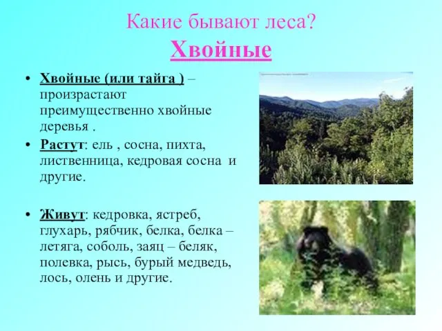 Какие бывают леса? Хвойные Хвойные (или тайга ) – произрастают преимущественно хвойные