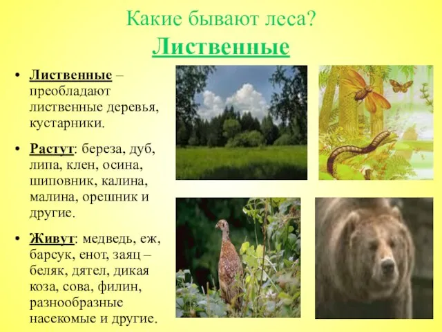 Какие бывают леса? Лиственные Лиственные – преобладают лиственные деревья, кустарники. Растут: береза,